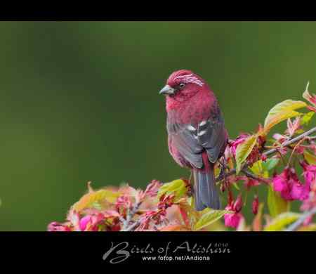 台湾阿里山酒红朱雀 Vinaceous Rosefinch