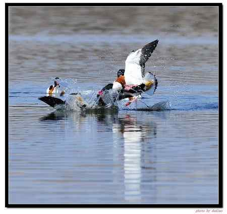 翘鼻麻鸭谈恋爱 为爱而战