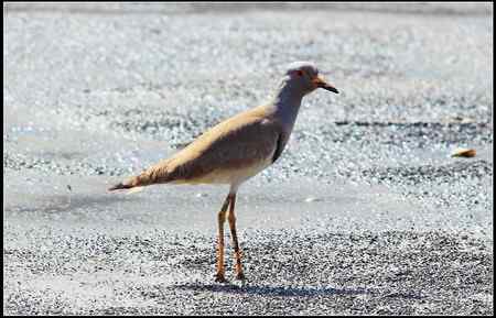 陕西观鸟会铜川观鸟,拍鸟印象 陕西观鸟会铜川观鸟,拍鸟印象