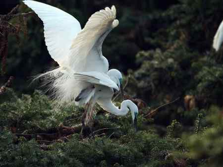 激情象山  白鹭篇（—）