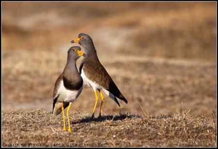 灰头麦鸡 向海自然保护区
