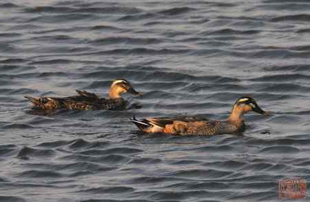 浑河初开丽鸭来：斑嘴鸭