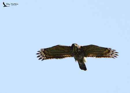 南京的大凤和小鹊（点看大图）