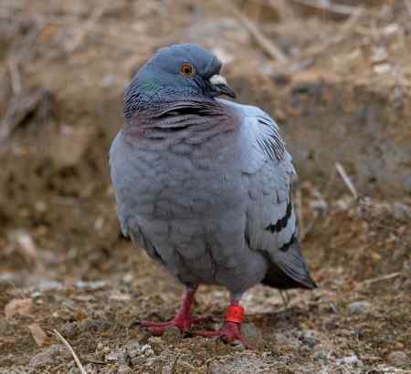 环志原鸽，值得记录吗？