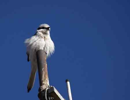 红胁蓝尾鶋【组图】