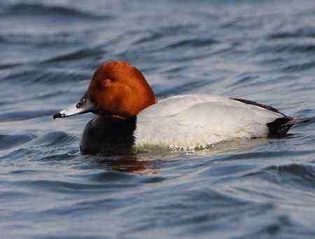 一只红头潜水鸭