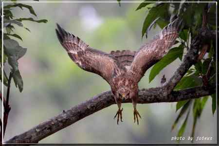 2010雨中的蜂鷹【美图】