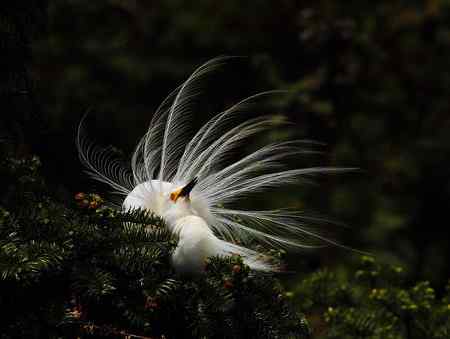 漂亮的繁殖羽,快乐的单身汉