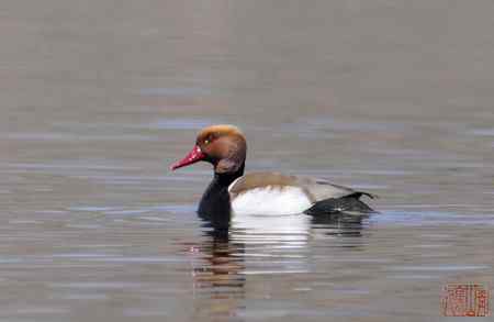 浑河初开丽鸭来:赤嘴潜鸭