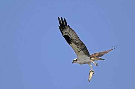 鱼鹰小集（Osprey）