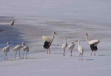 阳春三月莅临盘锦的白鹤