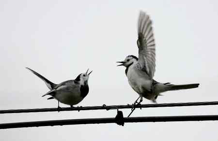 电线上的白鹡鸰