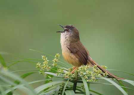 黄腹鹪莺美丽超清晰图组