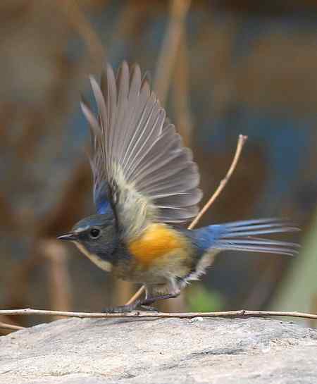 红胁兰尾鸲（男的）