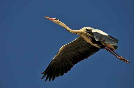 蓝天下的苍鹭雄姿