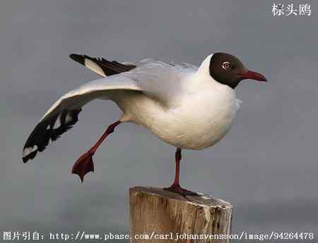 鸟类辨识：红嘴鸥和棕头鸥