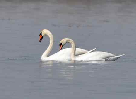 天鹅情侣精彩组图