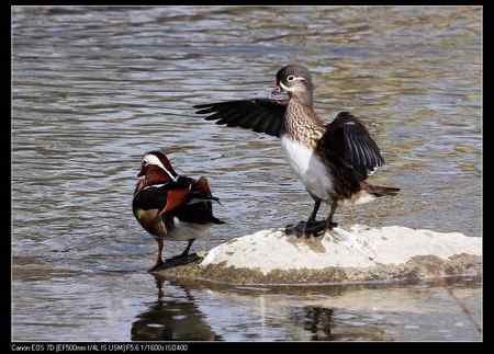 鸳鸯做自由体操