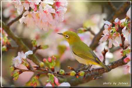 吉野櫻 綠繡眼