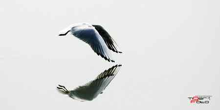 长春 伊通河水 拍鸟