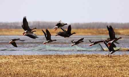 南飞的大雁今天已飞回向海，即将繁衍后代。