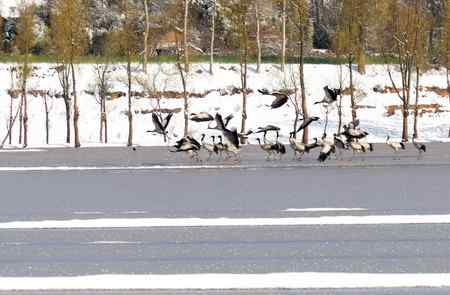 埝湖拍黑颈鹤系列
