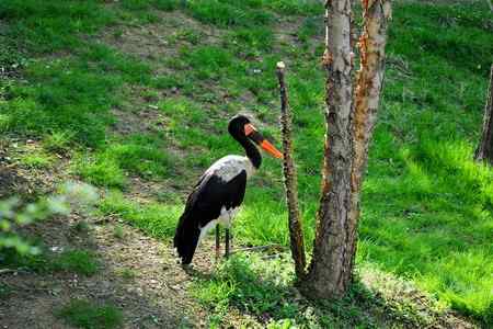 鞍嘴鹤（跪姿）