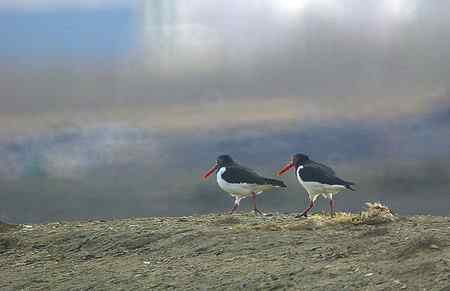 砺鹬 熬过漫长的冬季 砺鹬 熬过漫长的冬季