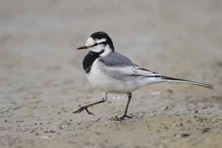 原画幅的白鹡鸰