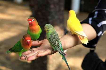 海南热带飞禽世界鹦鹉照片30片