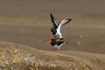 蛎鹬春天的故事