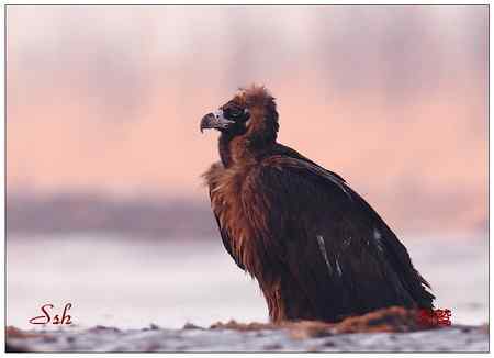 京城猛禽【组图】 京城猛禽【组图】