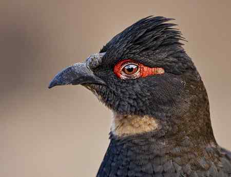 请欣赏四川雉鹑的眼睛