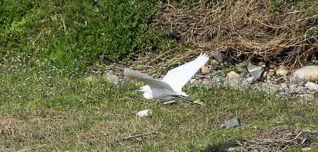 朱鹮和它快乐的伙伴