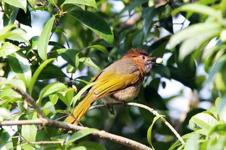 绿翅短脚鹎吃果