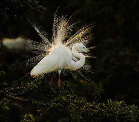 漂亮的繁殖羽,快乐的单身汉 漂亮的繁殖羽,快乐的单身汉
