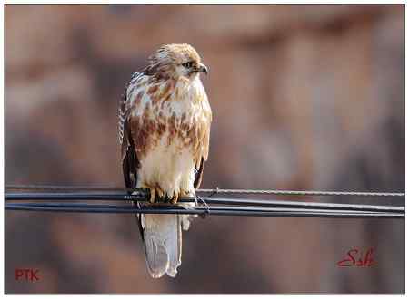 京城猛禽【组图】 京城猛禽【组图】