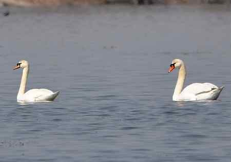 天鹅情侣精彩组图