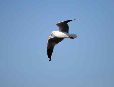 南非拍鸟 都不认识的鸟儿