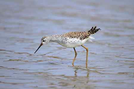 首次春季拍泽鹬