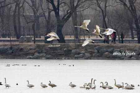 13日颐和园小天鹅