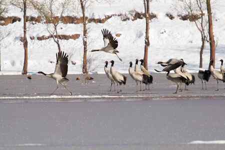 埝湖拍黑颈鹤系列