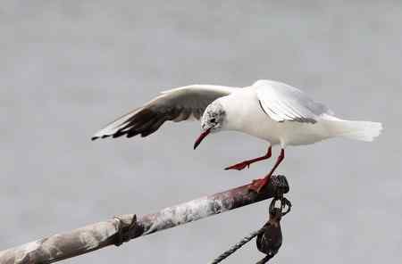 求教海鸥种类(7p) 求教海鸥种类(7p)