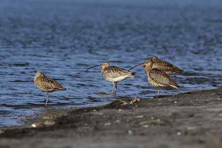 大勺鹬、白腰勺鹬