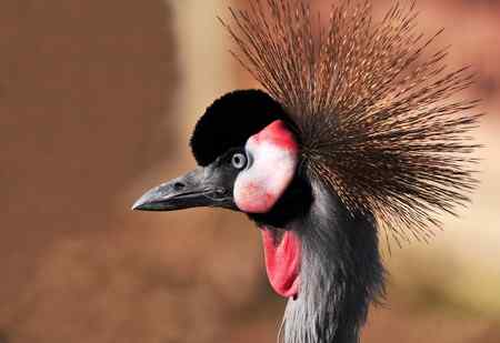 一组鸟冠特写(冠鹤)