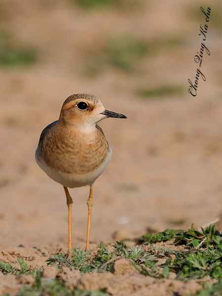 东方鸻 重庆咔嚓作品