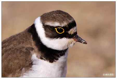 可爱的小金框鴴