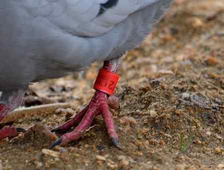 山区信鸽短训留意事项