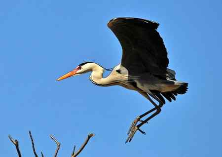 枝尖上的舞者-苍鹭