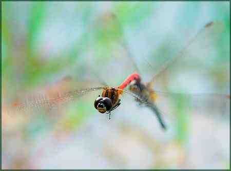 两只蜻蜓——飞行版